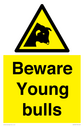 beware-young-bulls~